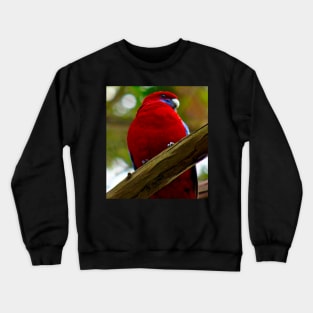 Crimson Rosella! Crewneck Sweatshirt